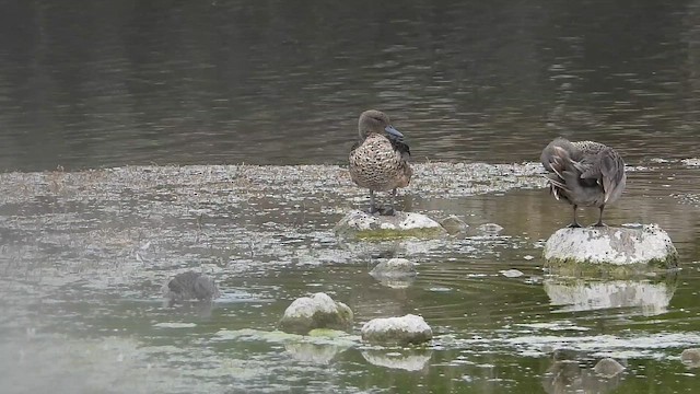 Чирянка андська - ML651176098