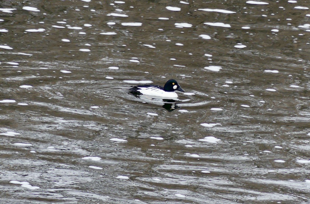 עבראש ירוק - ML651176113