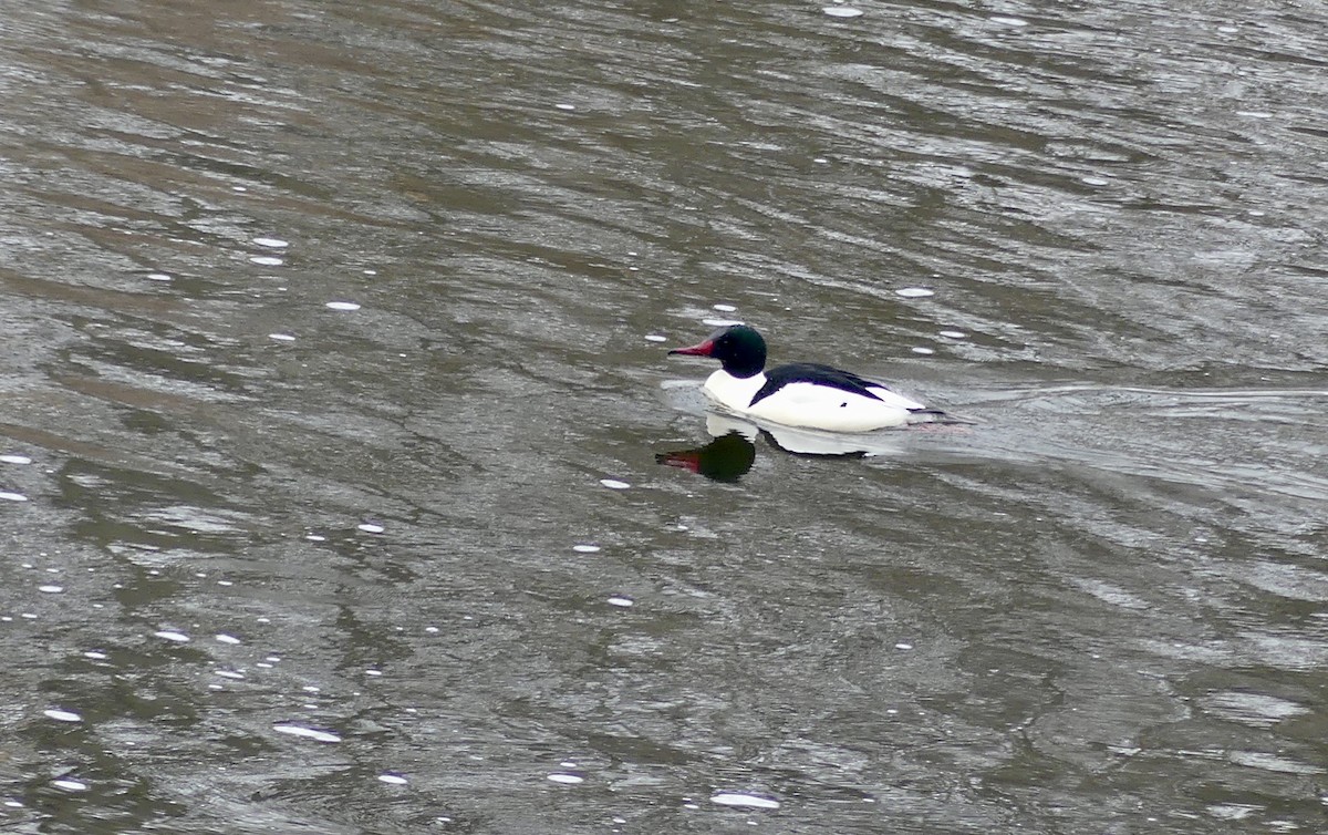 מרגון גדול - ML651176126