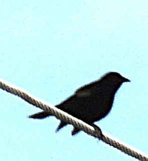 Common Grackle - ML651176308