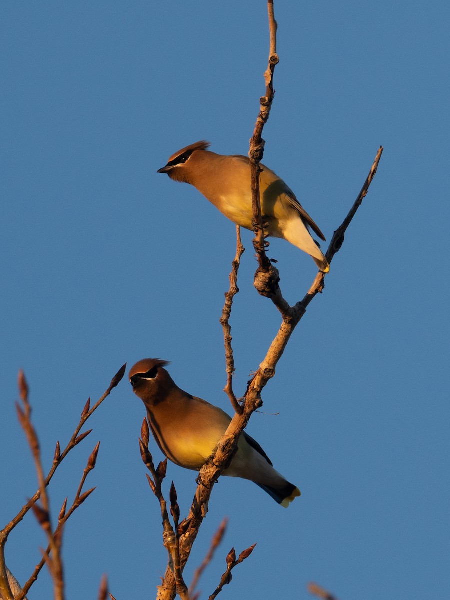 Jaseur d'Amérique - ML651176406