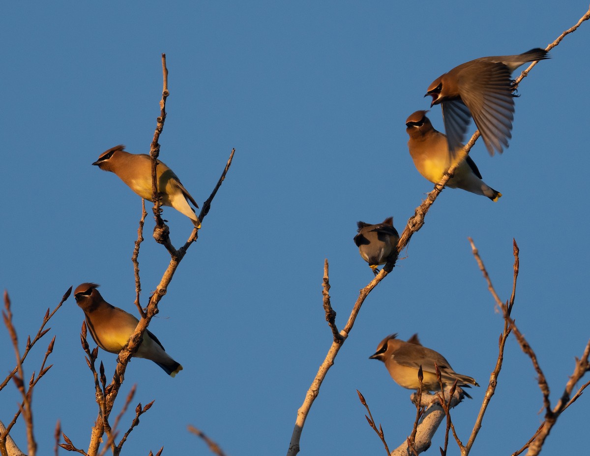 Jaseur d'Amérique - ML651176407