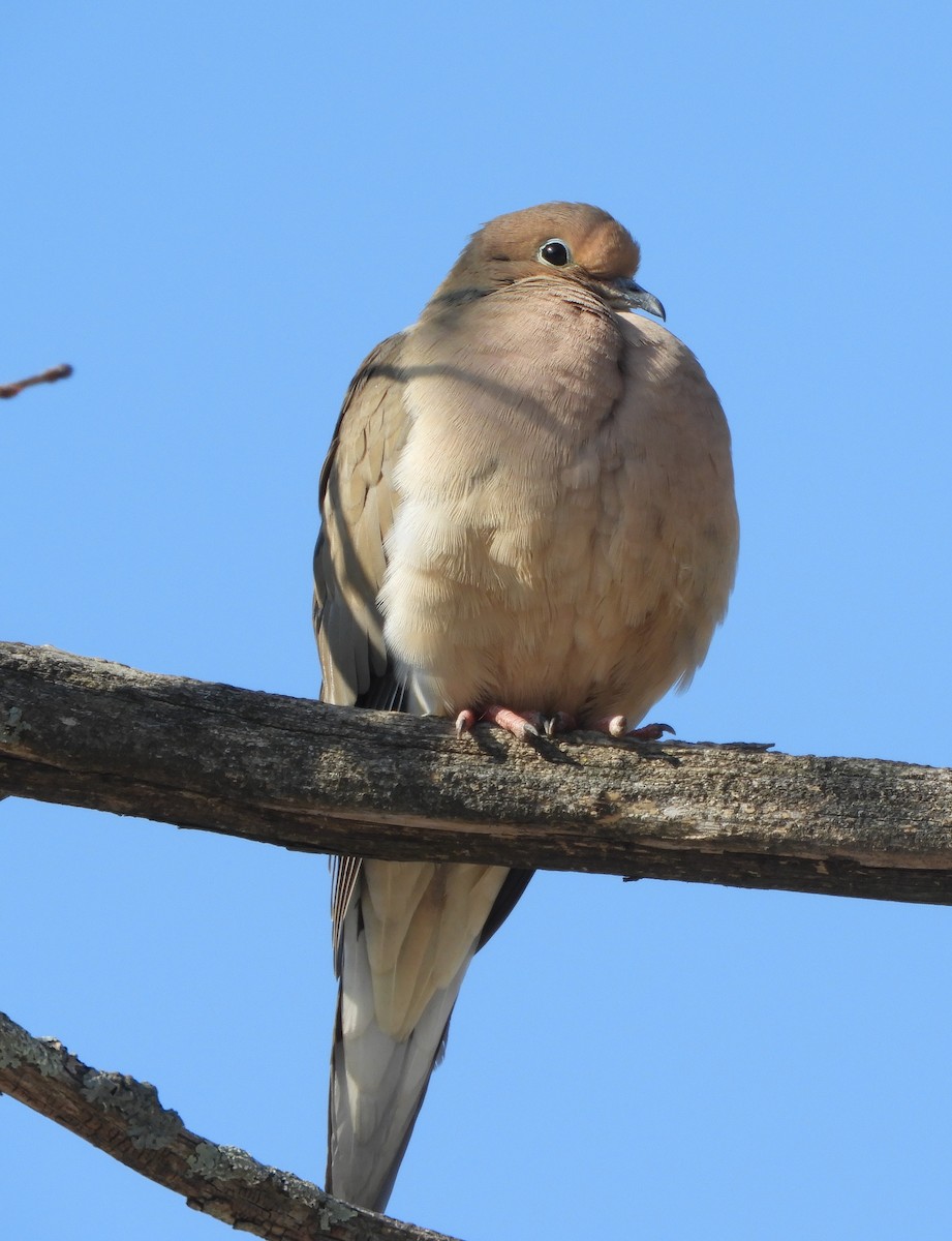 תורית אמריקנית - ML651176458