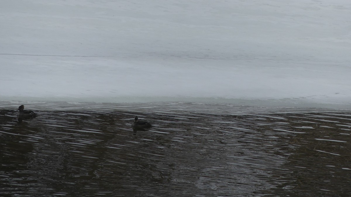 מרגון מקושט - ML651176521