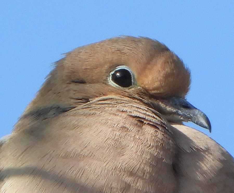 תורית אמריקנית - ML651176622