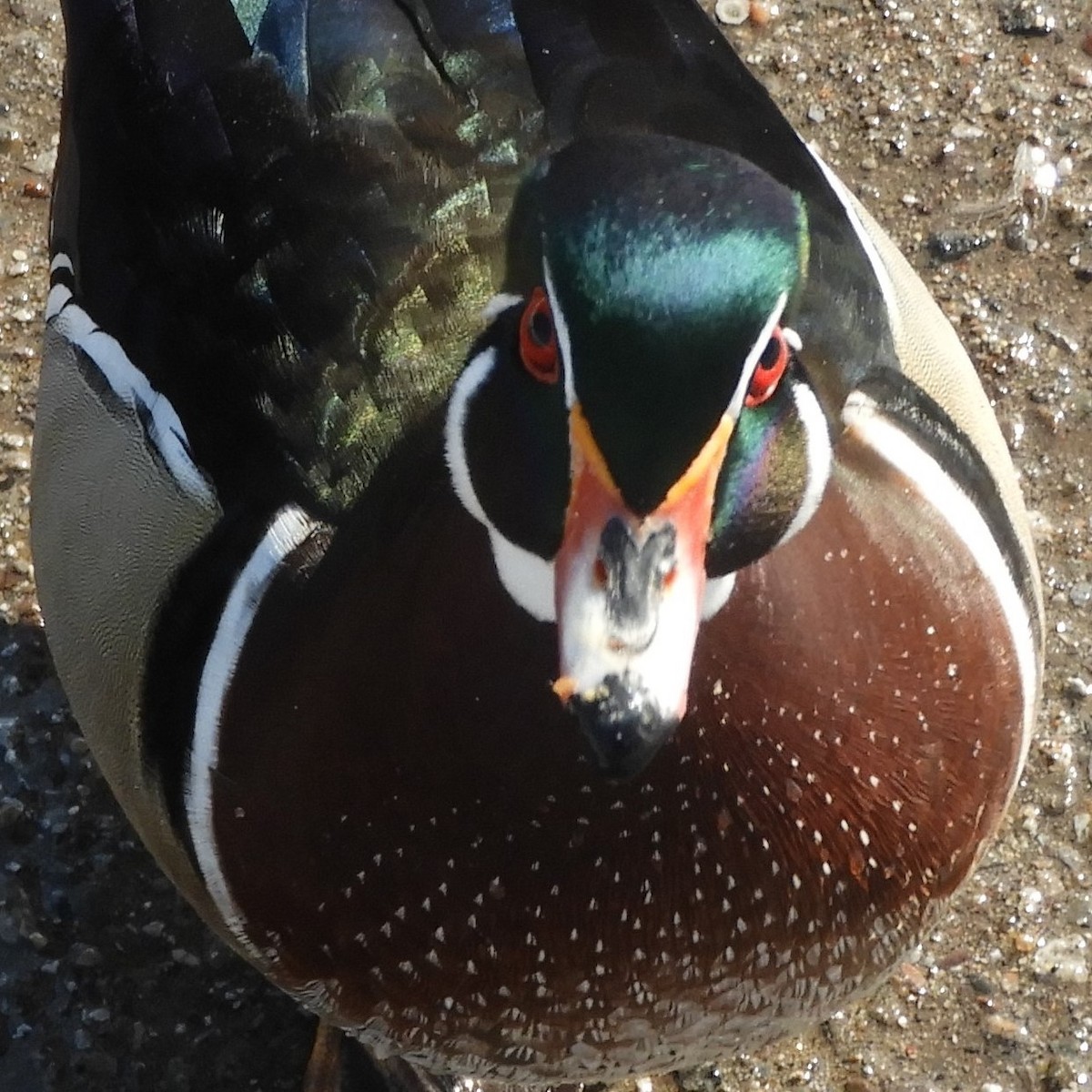 מנדרין אמריקני - ML651177068