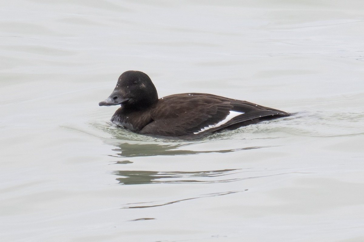 קטיפנית לבנת-כנף - ML651177085