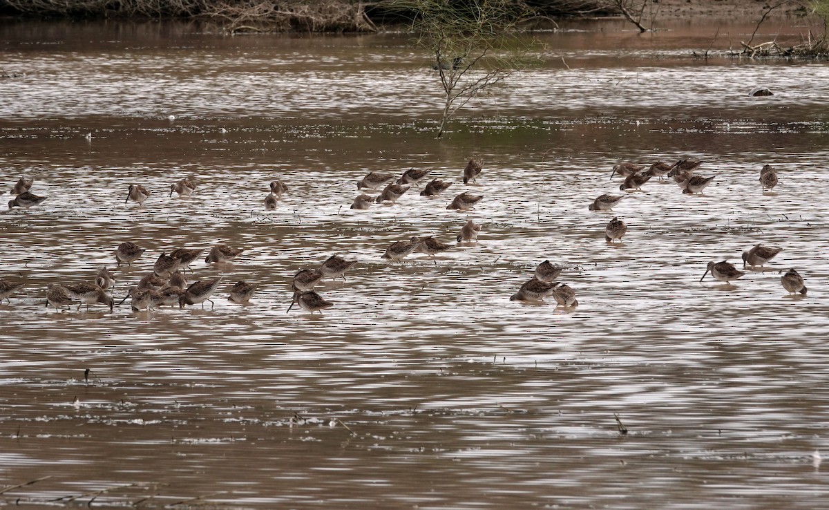 Tundraschlammläufer - ML651177118