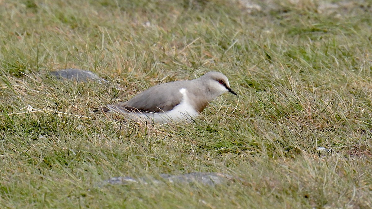 Magellanic Plover - ML651177129