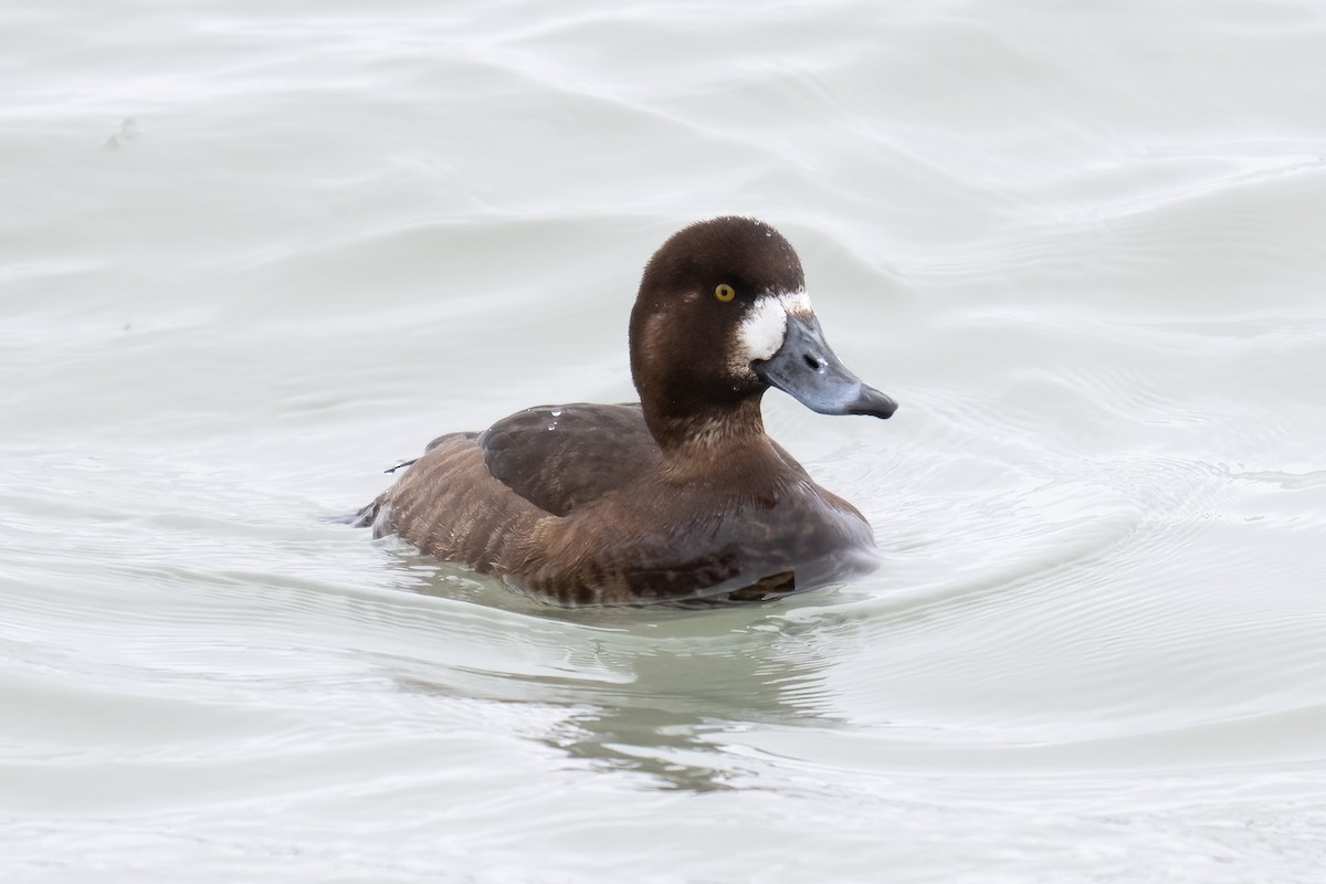 צולל ימי - ML651177179