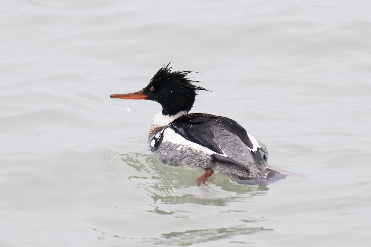 מרגון בינוני - ML651177209