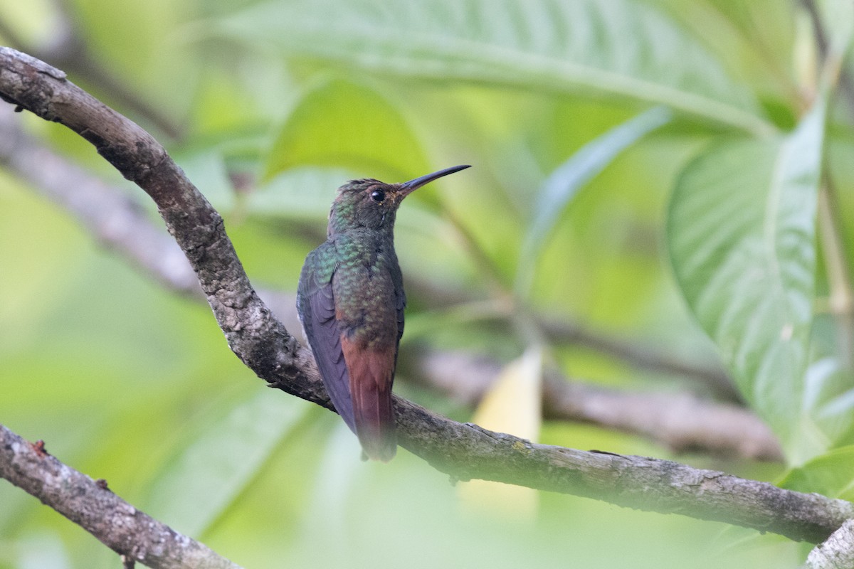 Rufous-tailed Hummingbird - ML651177219