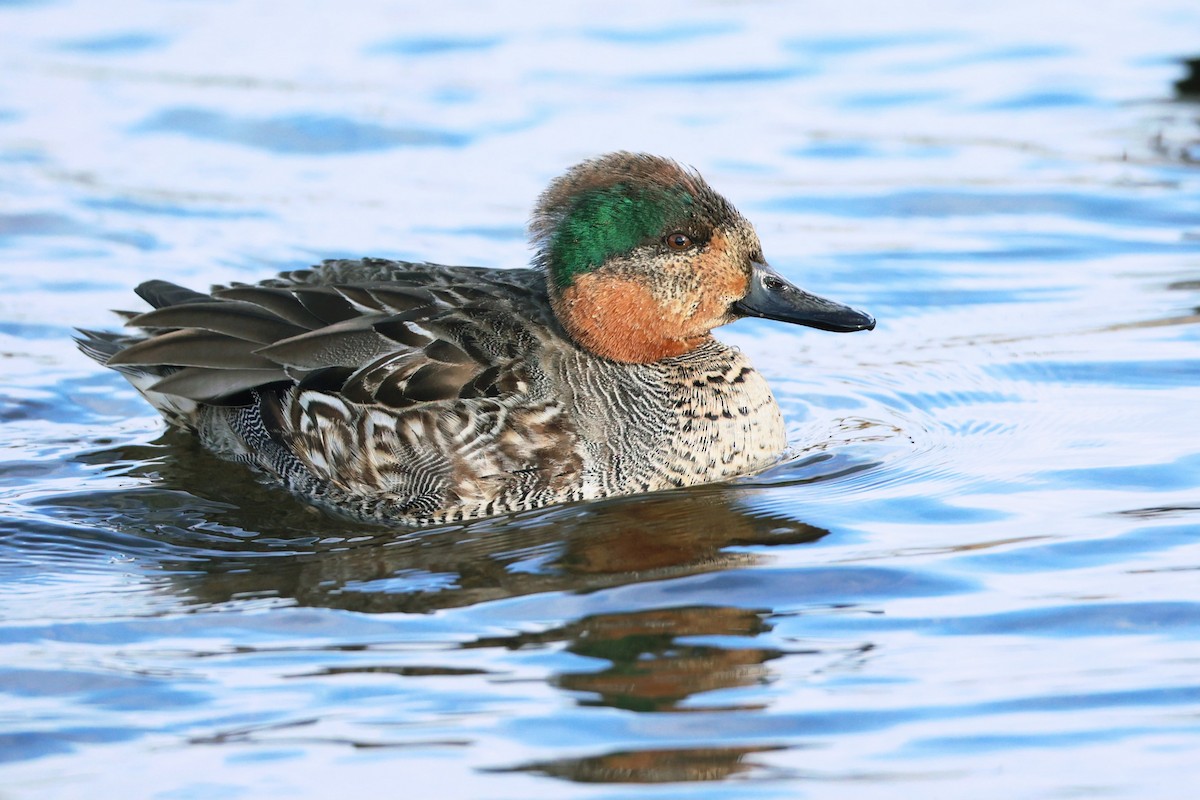 Green-winged Teal (American) - ML651177238