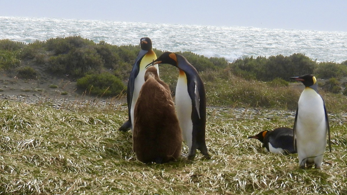 Королевский пингвин - ML651177310
