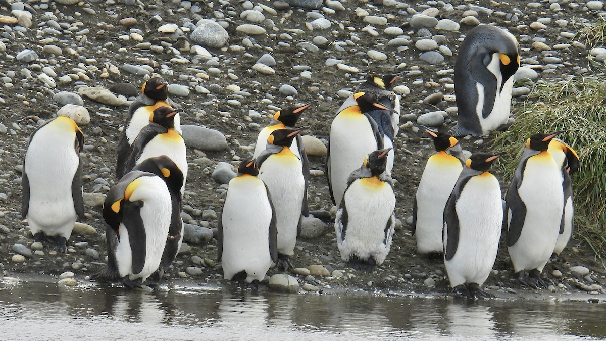 Королевский пингвин - ML651177311