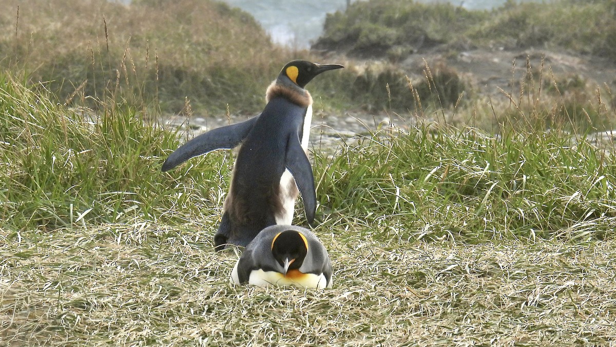 Королевский пингвин - ML651177312