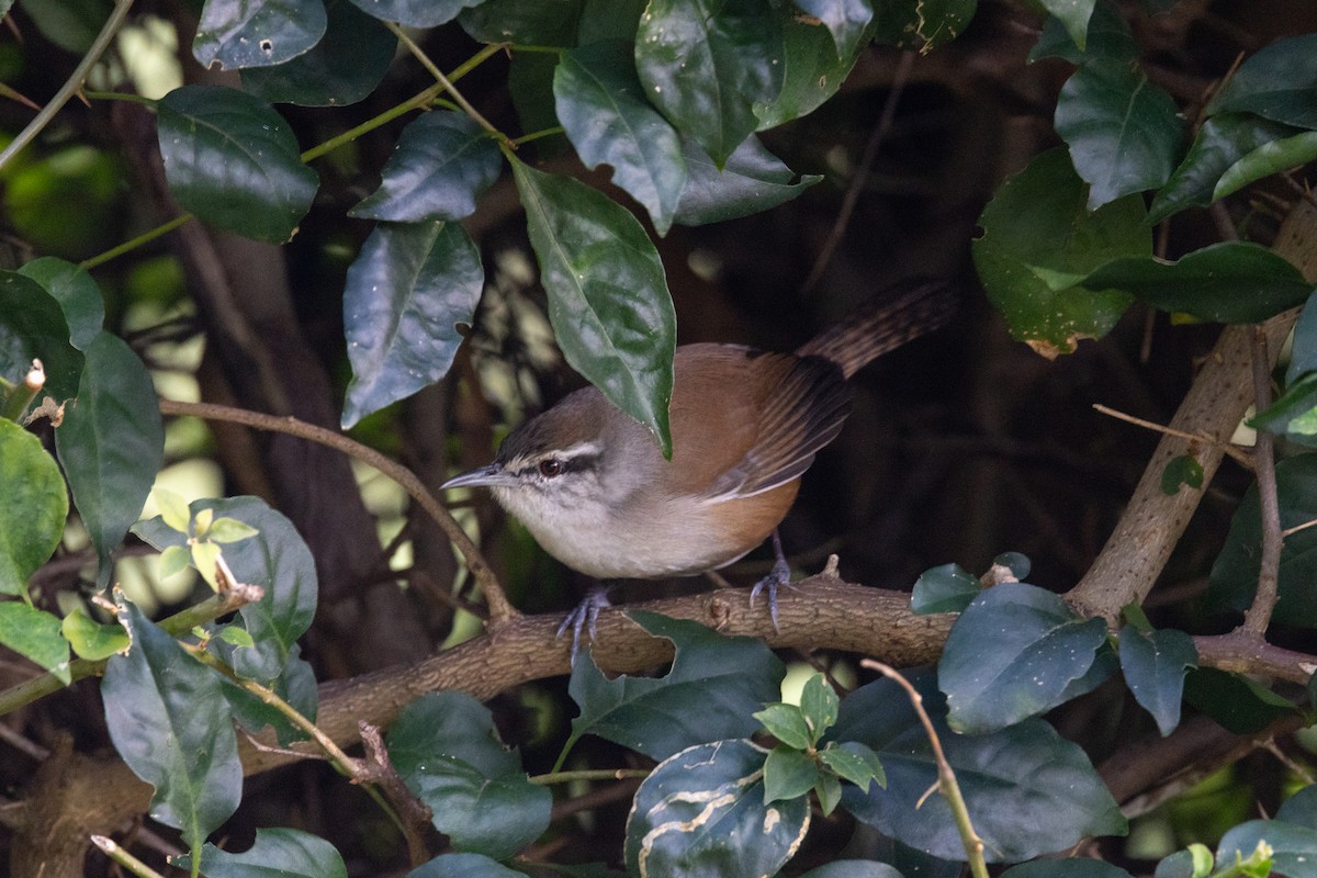 Cabanis's Wren - ML651177322