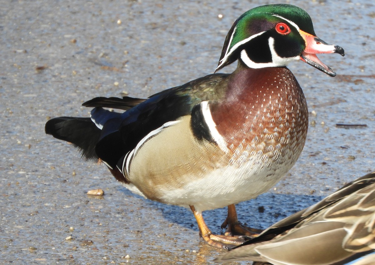 מנדרין אמריקני - ML651177361