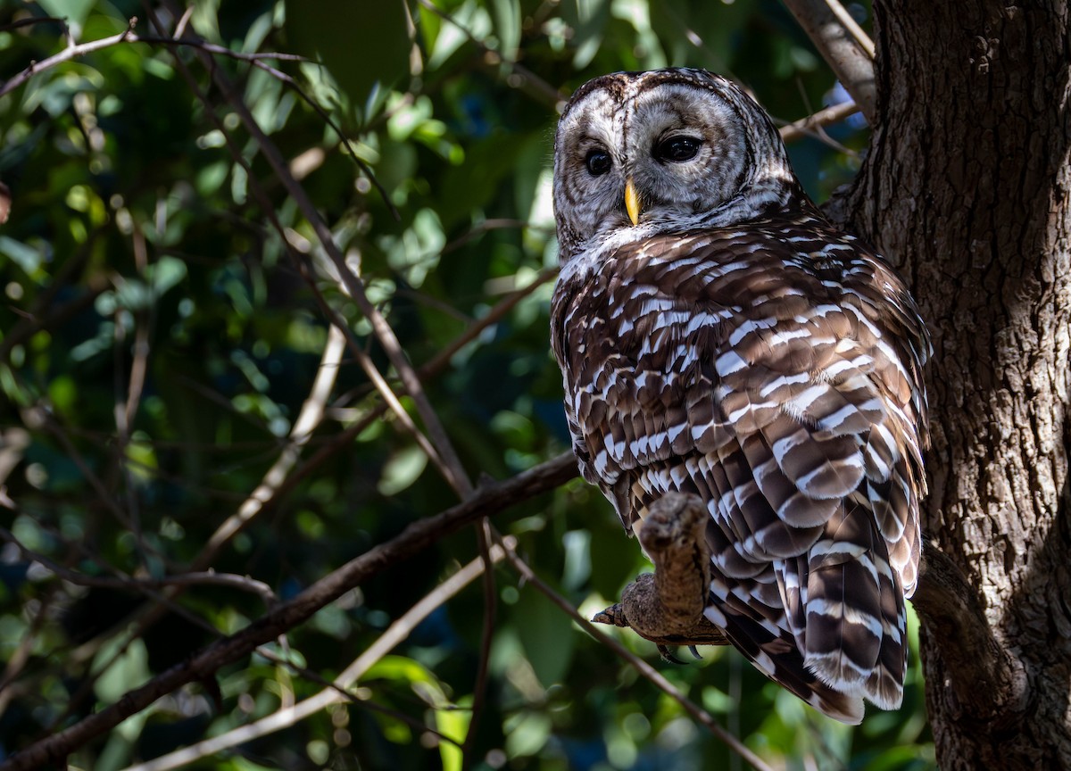 Полосатая неясыть - ML651177403