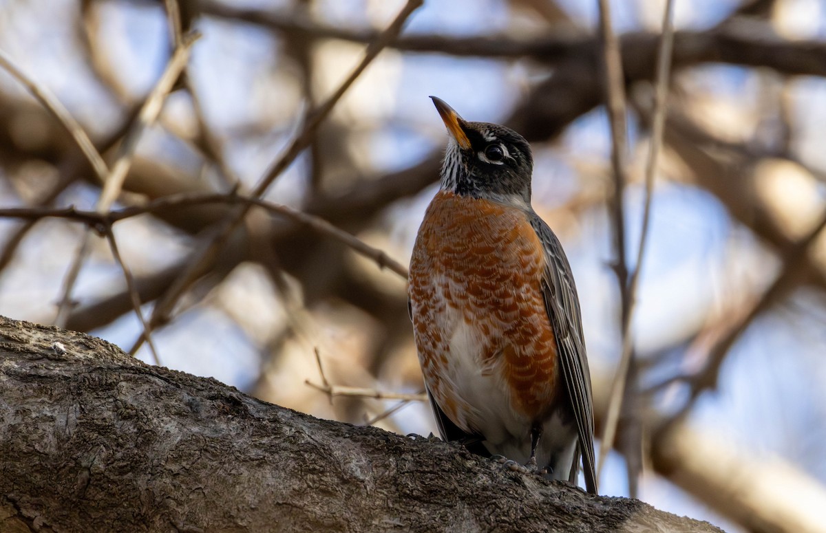 Странствующий дрозд - ML651177450