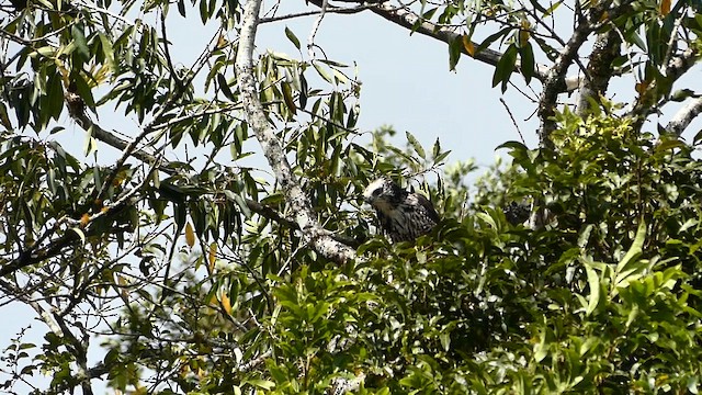 Ornate Hawk-Eagle - ML651177565