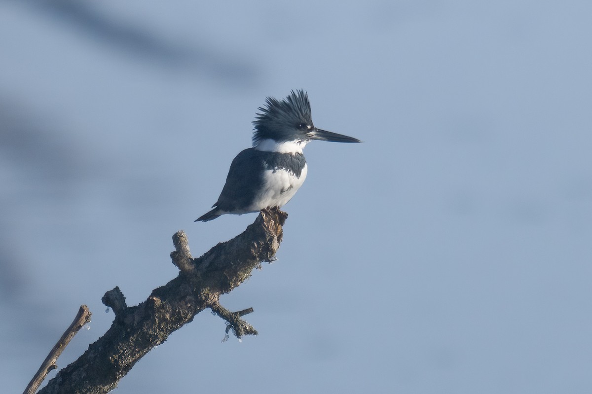 שלדג אמריקני - ML651177614