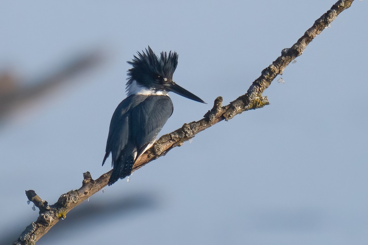 שלדג אמריקני - ML651177618