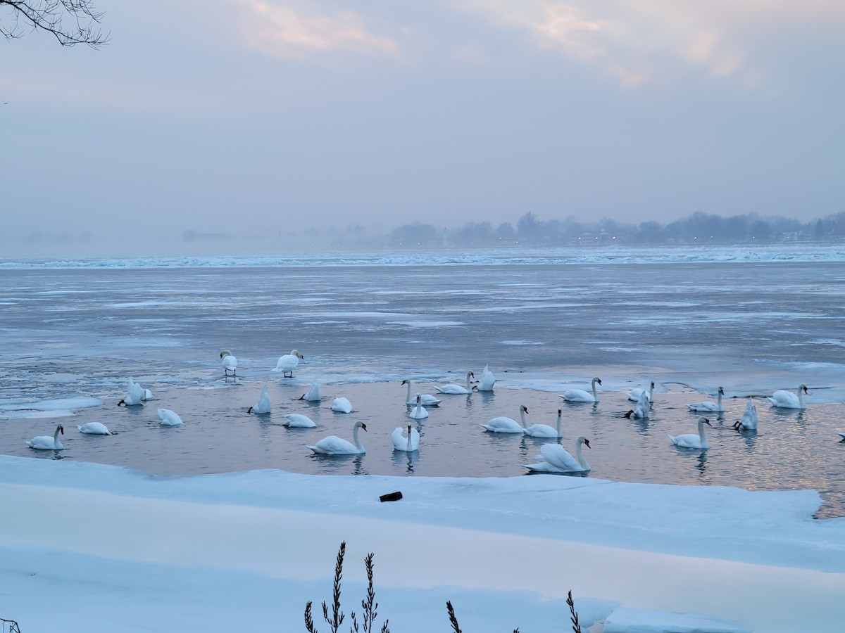 ברבור מצוי - ML651177761