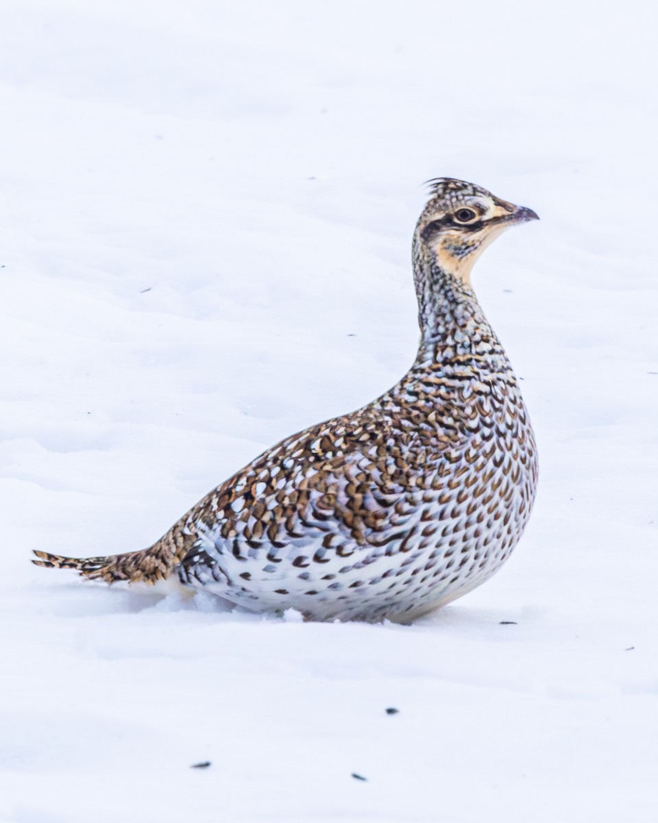 ホソオライチョウ - ML651178142