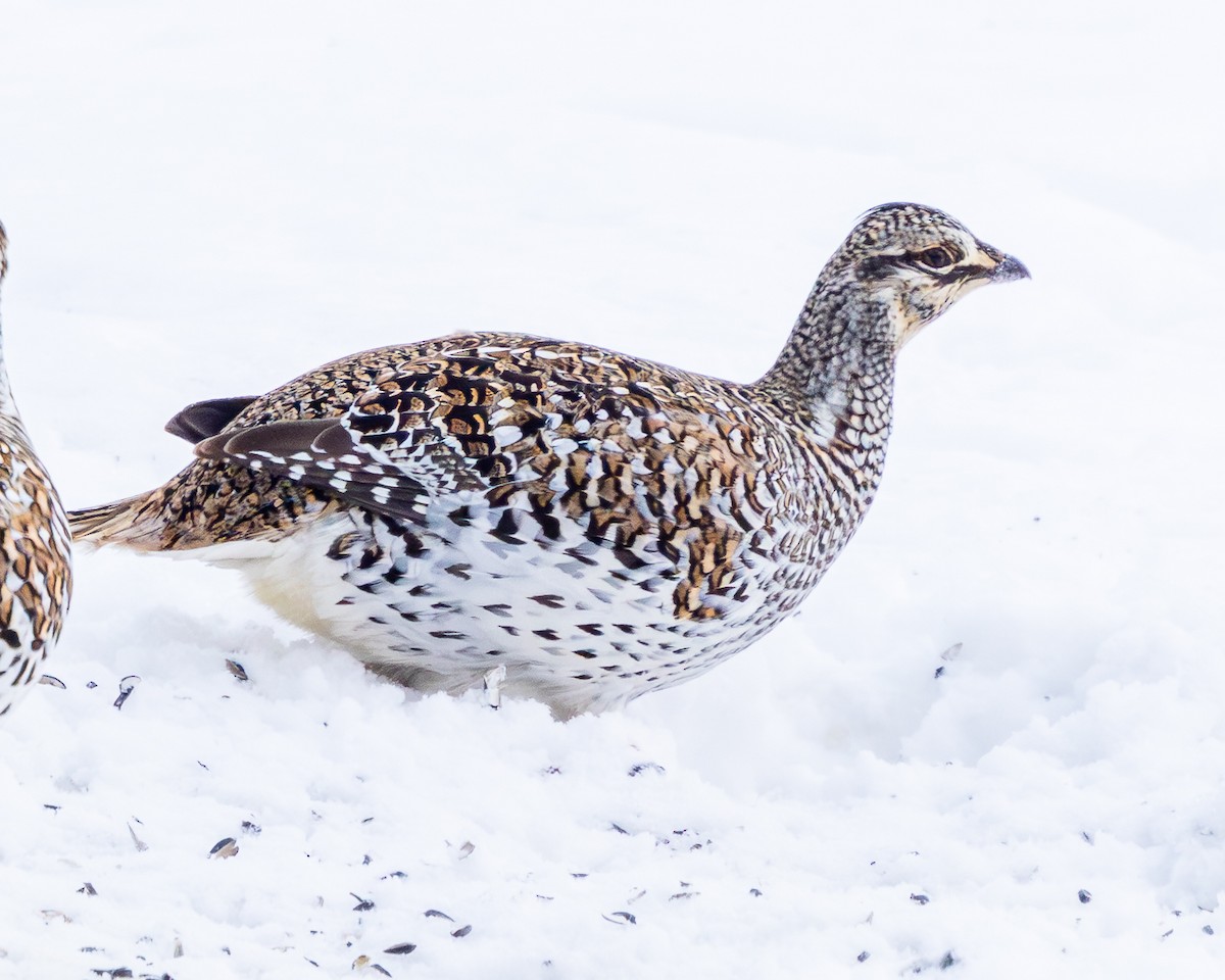 ホソオライチョウ - ML651178143