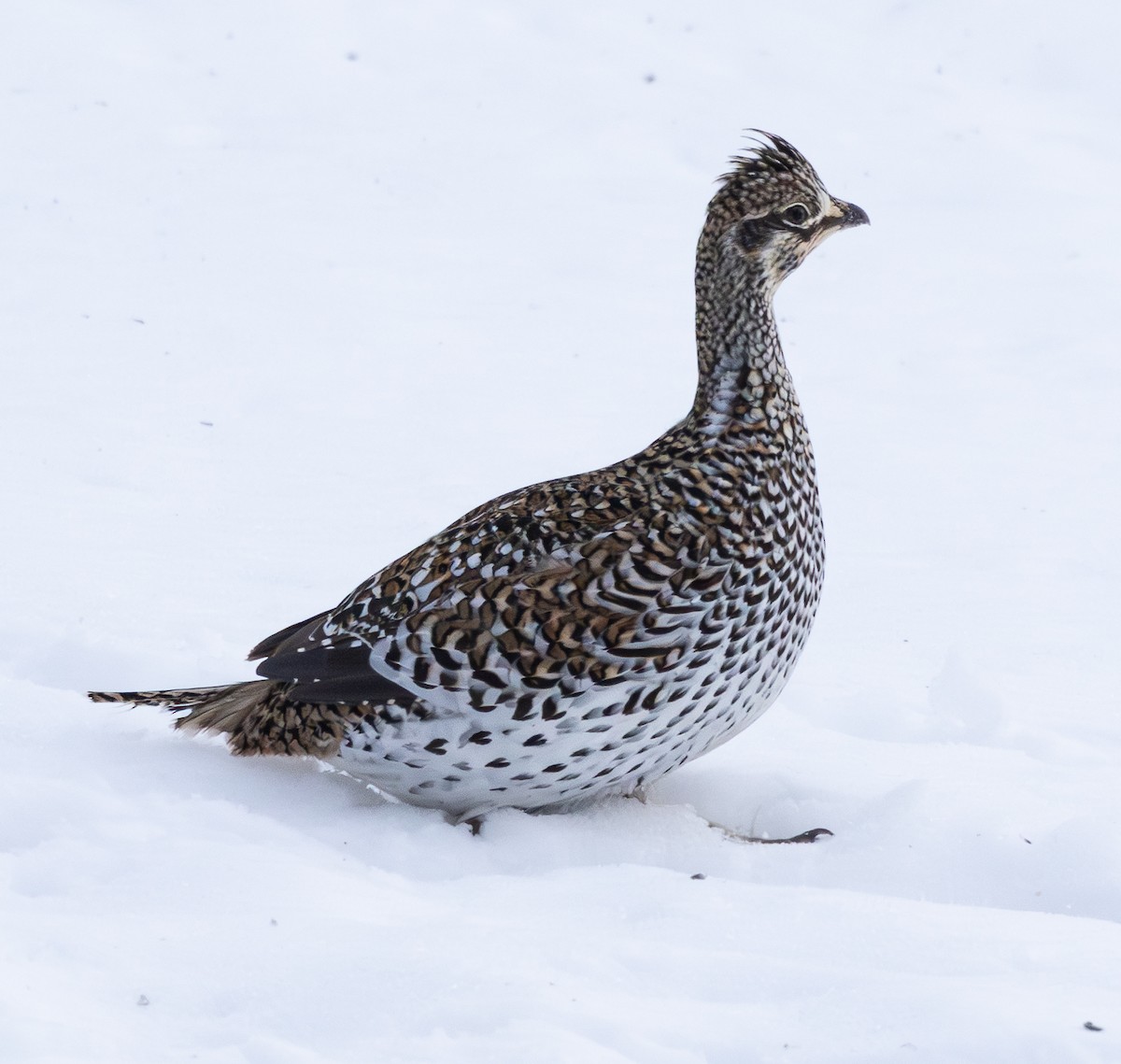 ホソオライチョウ - ML651178192