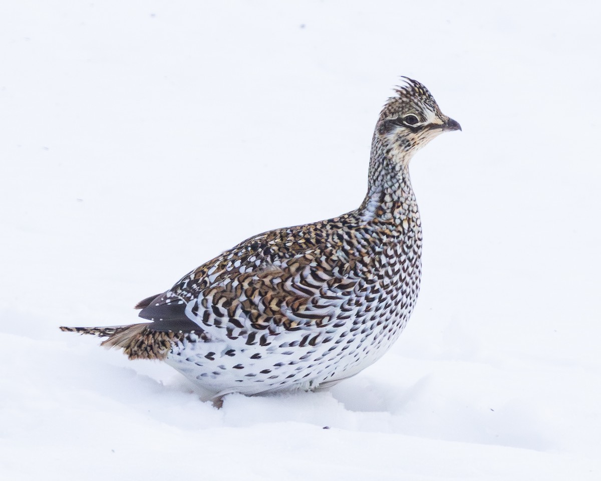 ホソオライチョウ - ML651178193