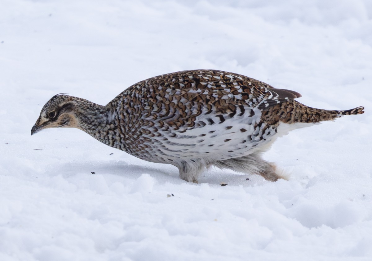 ホソオライチョウ - ML651178194