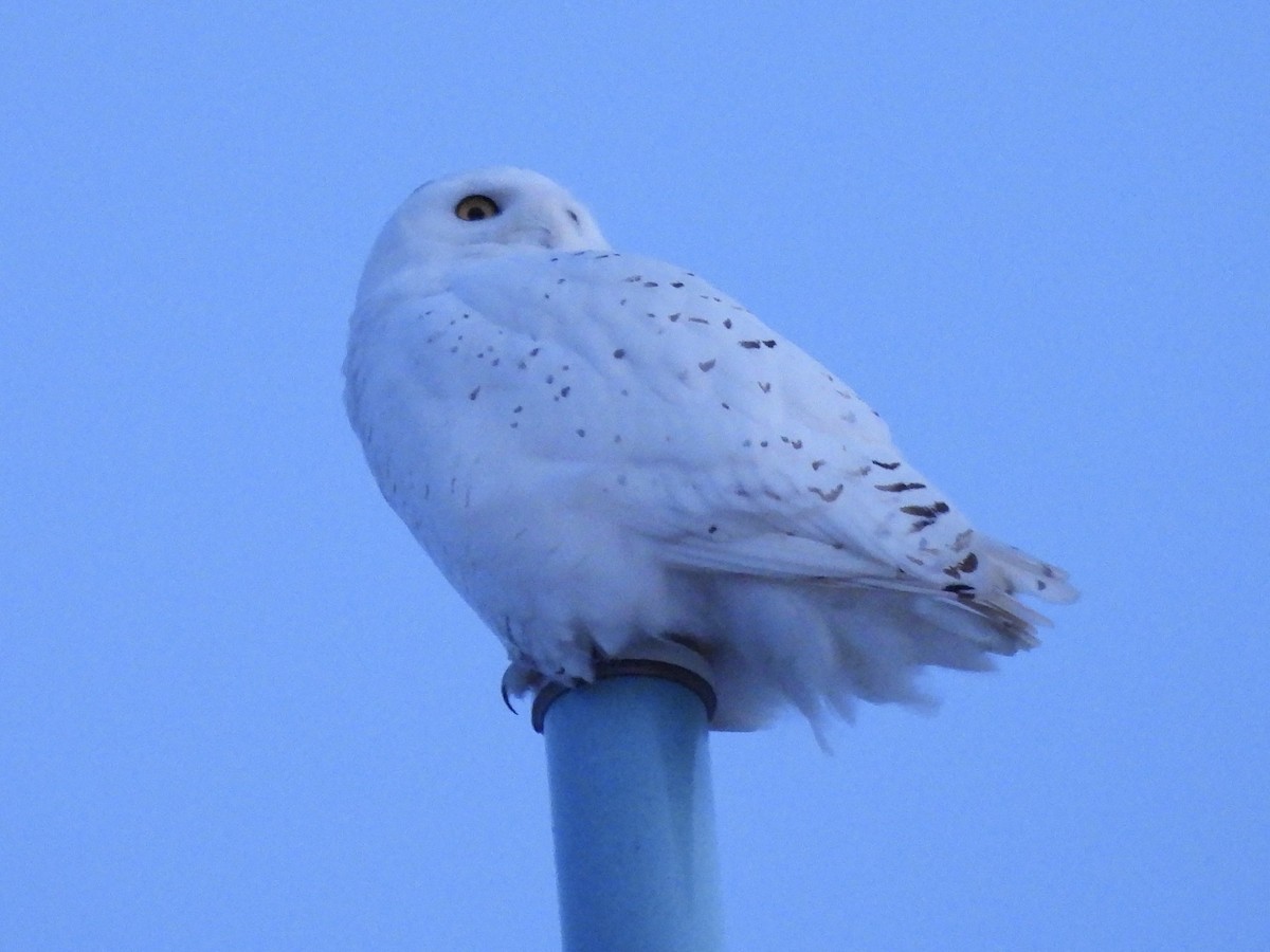 לילית שלג - ML651178196