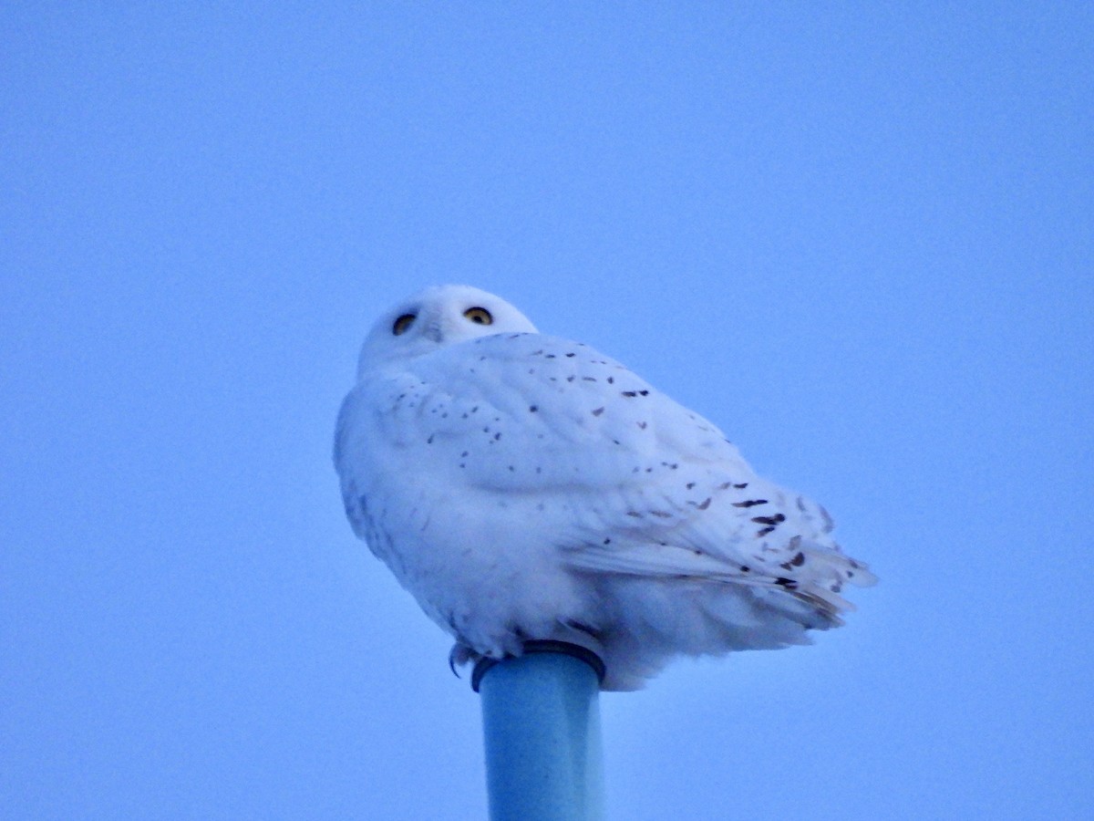 לילית שלג - ML651178198