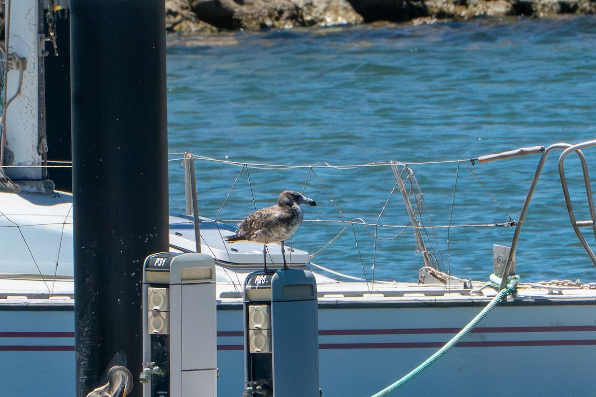 Pacific Gull - ML651178205