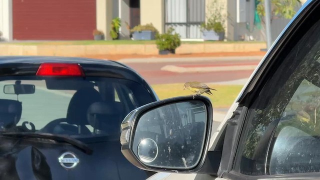 Ріроріро короткодзьобий - ML651178297