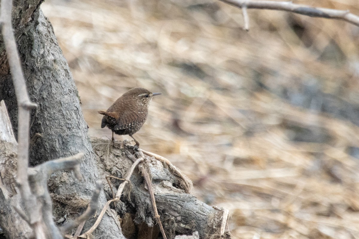 Winter Wren - ML651178388