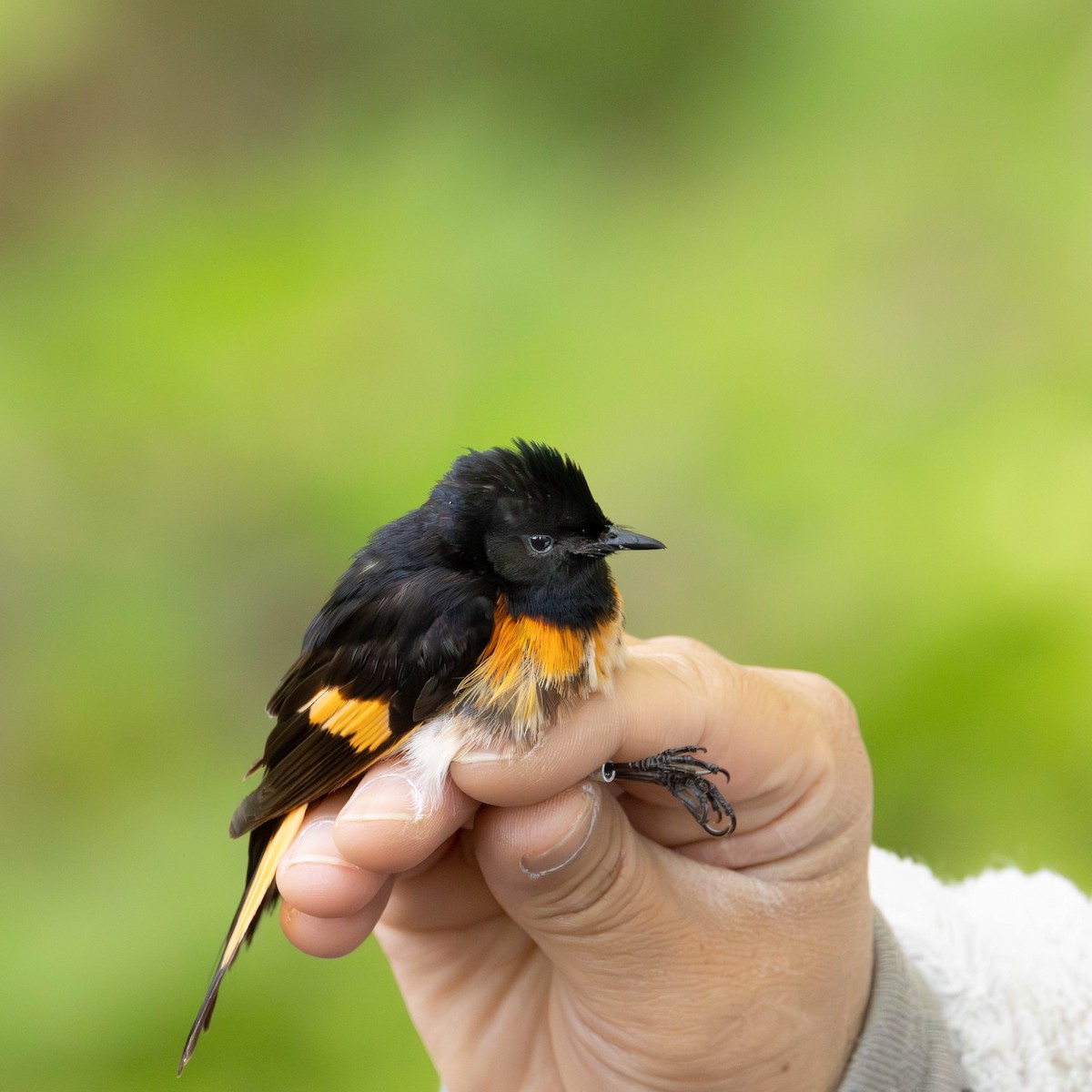 Горихвостковая древесница - ML651178542