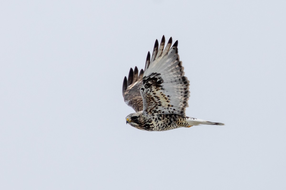 eBird Checklist - 16 Feb 2026 - 10626–10630 Chesterville Rd, Millington ...