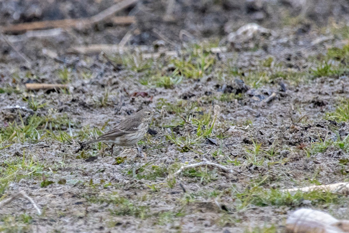 Spioncello del Pacifico - ML651178636