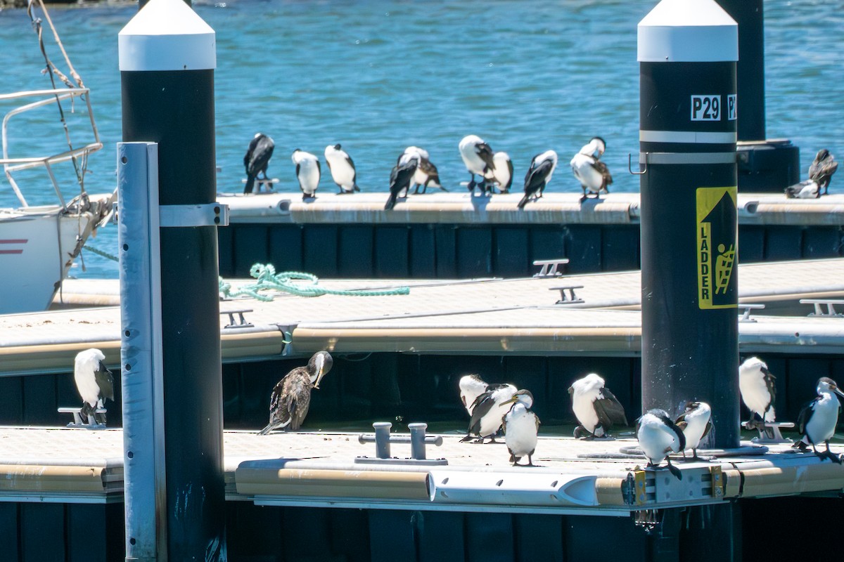 Pied Cormorant - ML651178965