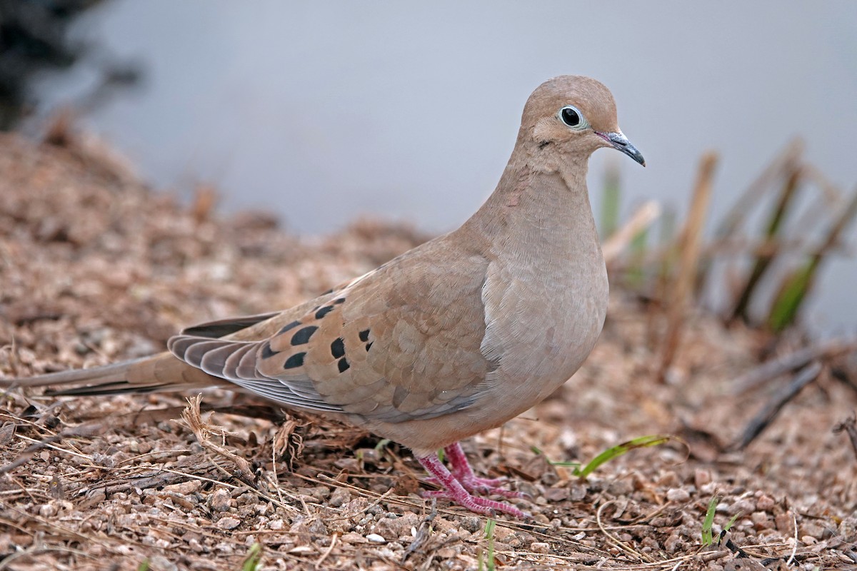 Carolinataube - ML651179157