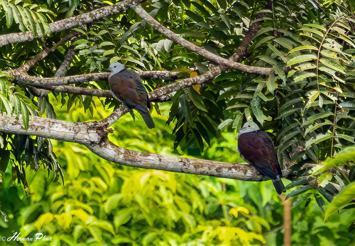 Gray-headed Imperial-Pigeon - ML651179217