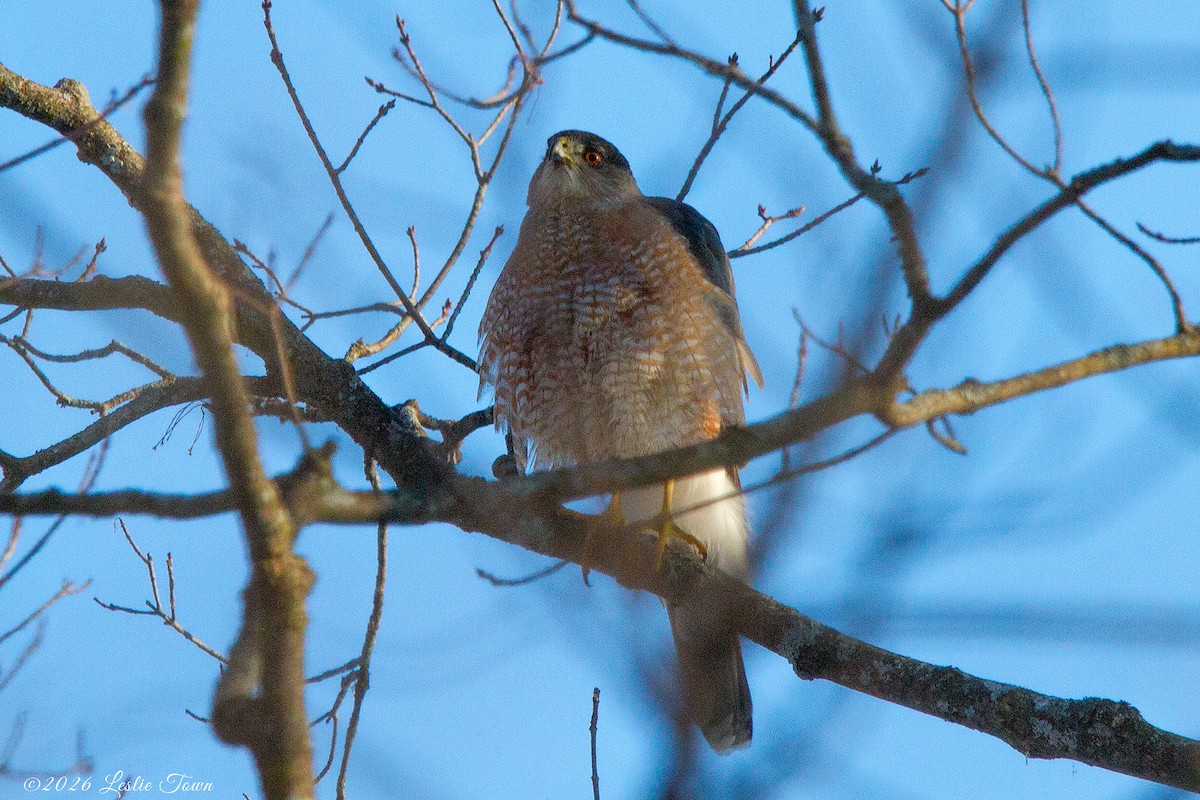 Cooper's Hawk - ML651179308