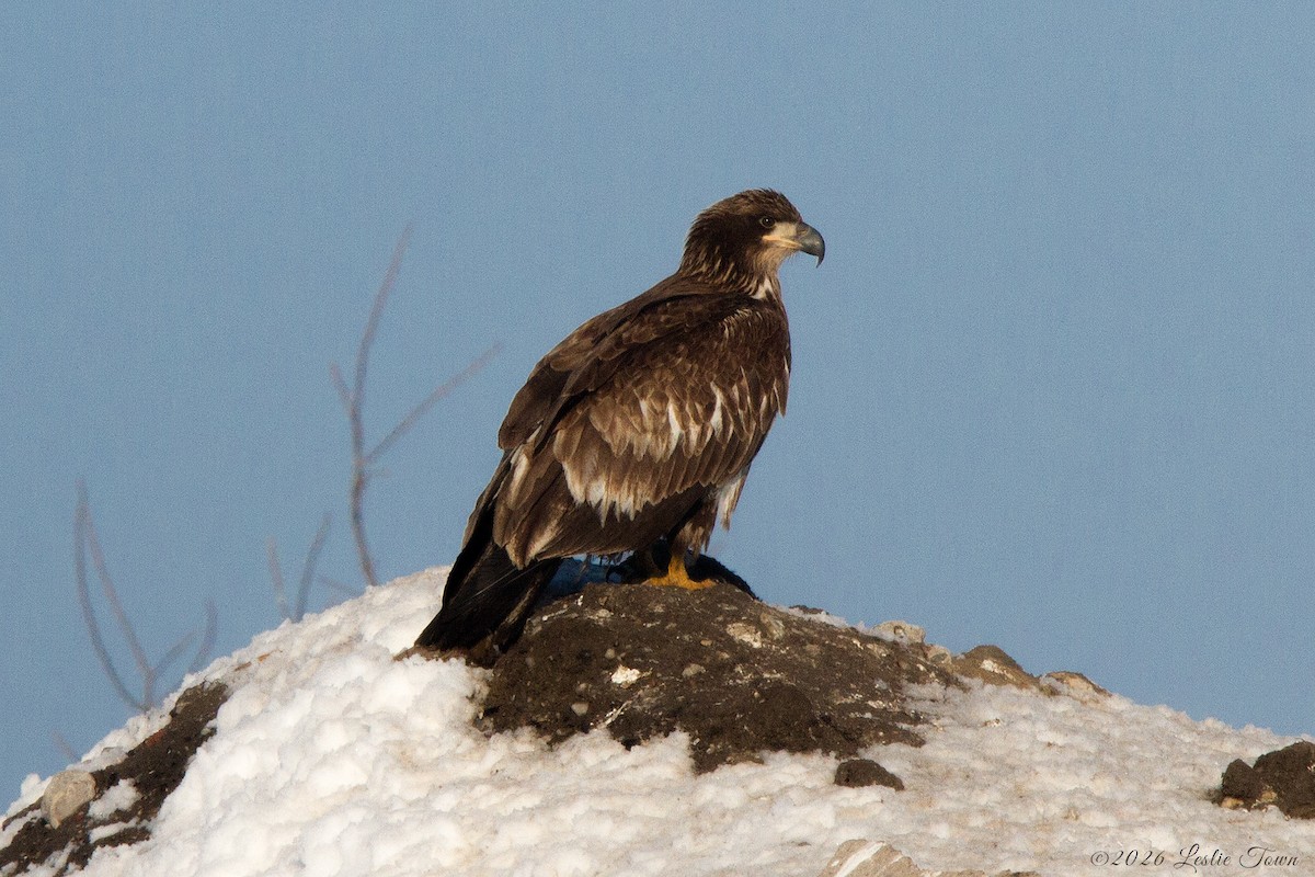 עיטם לבן-ראש - ML651179313