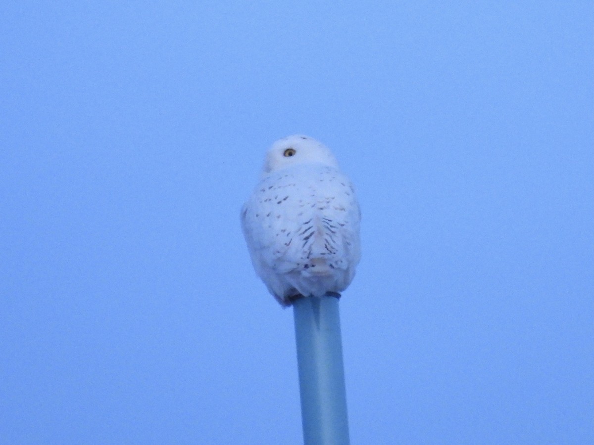 לילית שלג - ML651179350