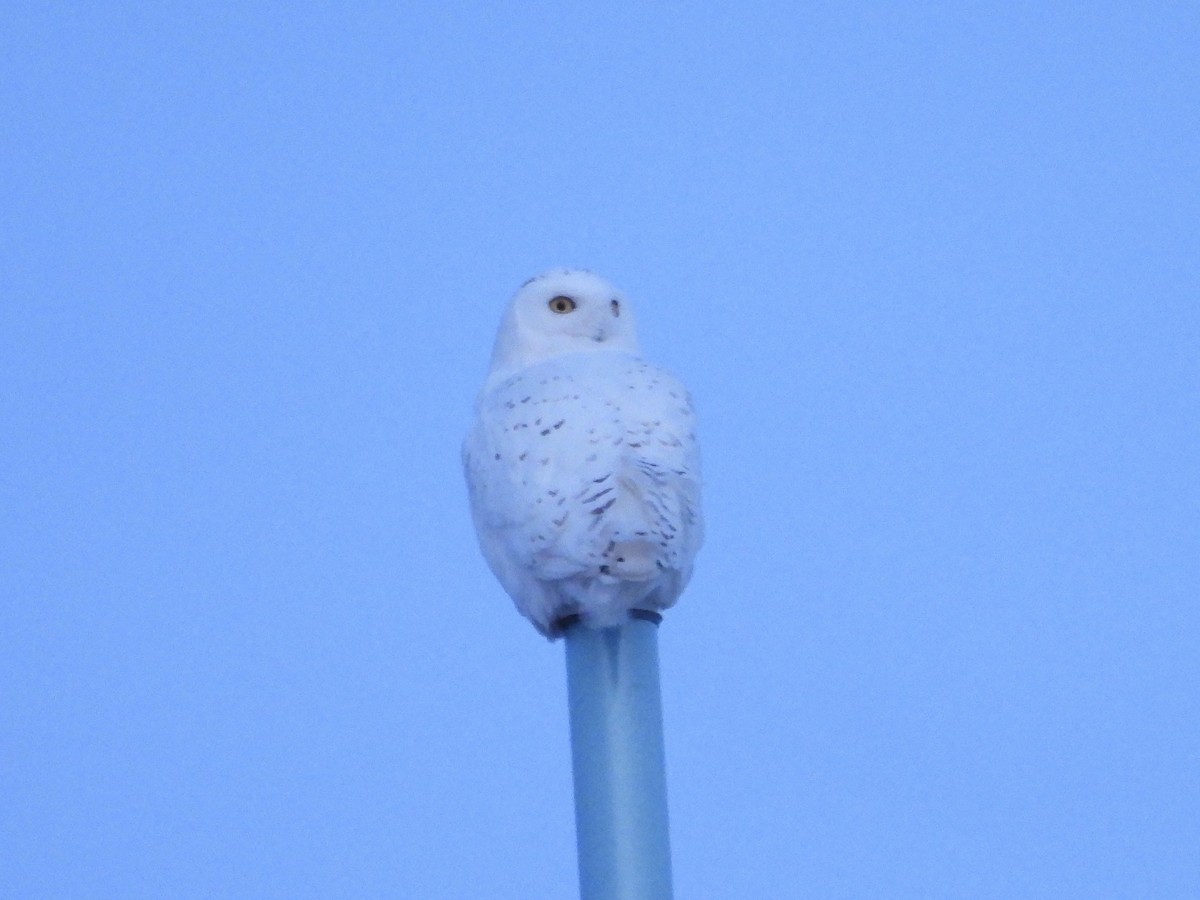 לילית שלג - ML651179351