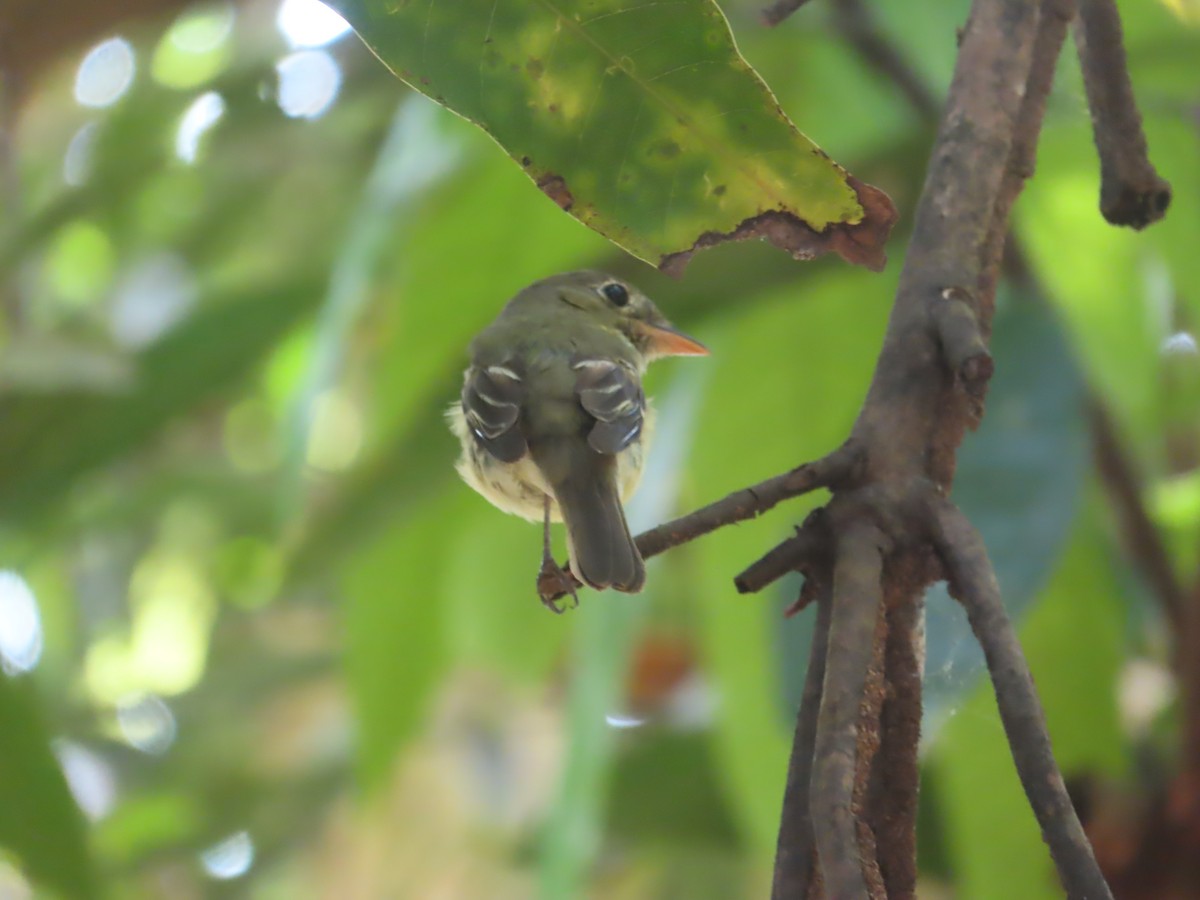 Sarı Karınlı Boreal Sinekkapan - ML651179402