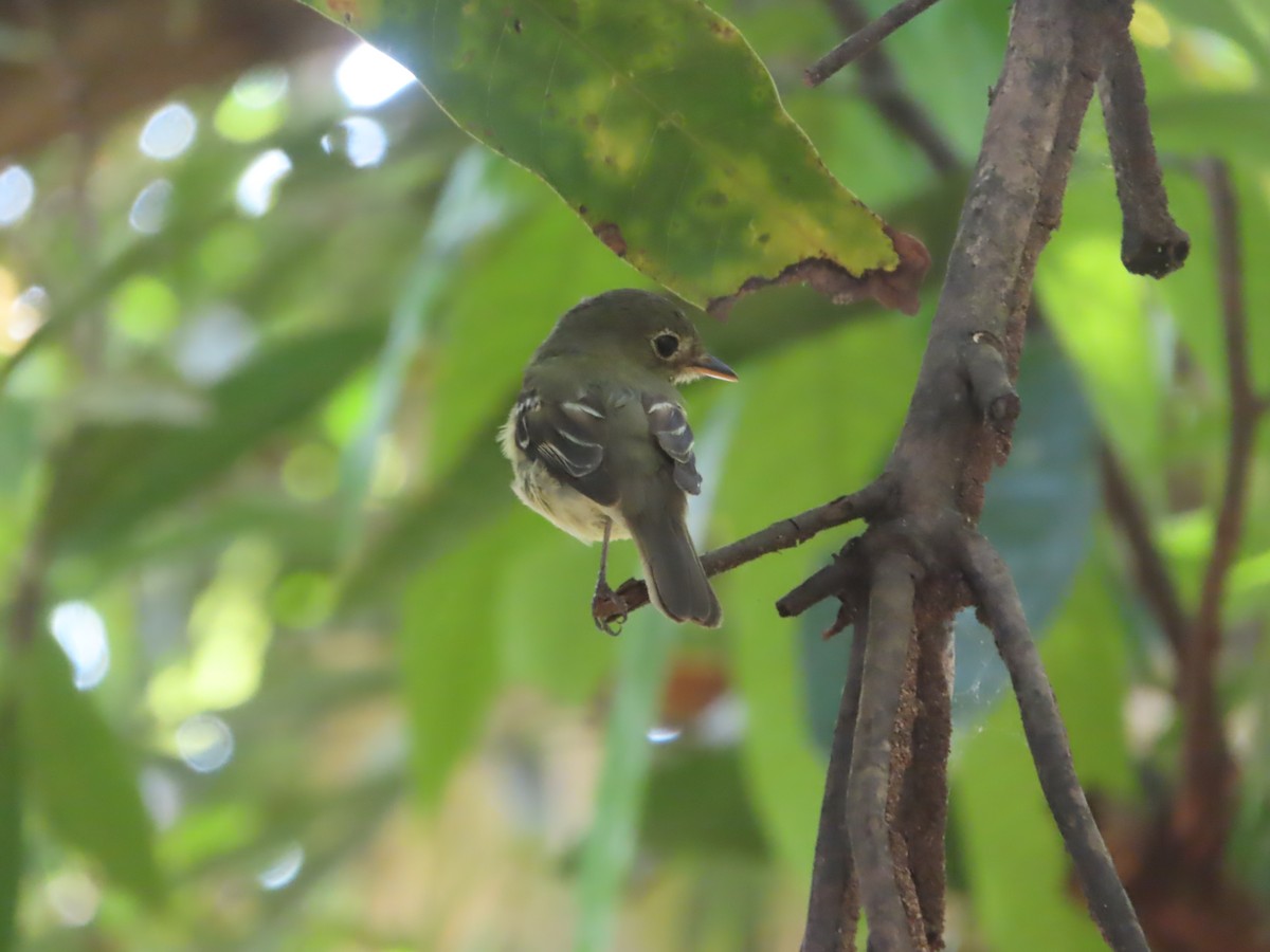 Sarı Karınlı Boreal Sinekkapan - ML651179403